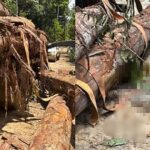 Wheverton Fellipe Neves da Silva, de 22 anos, trabalhava como motorista quando foi surpreendido pelo tronco que se desprendeu e o atingiu; Polícia Civil investiga as circunstâncias do acidente