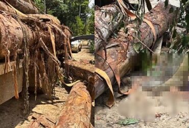 Wheverton Fellipe Neves da Silva, de 22 anos, trabalhava como motorista quando foi surpreendido pelo tronco que se desprendeu e o atingiu; Polícia Civil investiga as circunstâncias do acidente