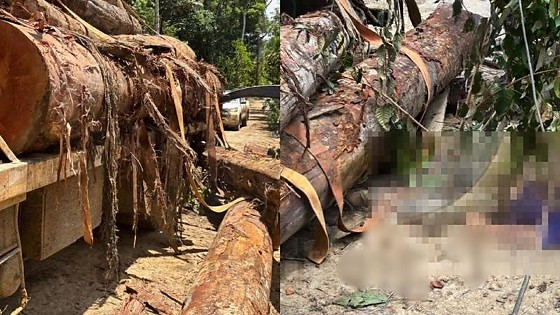 Wheverton Fellipe Neves da Silva, de 22 anos, trabalhava como motorista quando foi surpreendido pelo tronco que se desprendeu e o atingiu; Polícia Civil investiga as circunstâncias do acidente