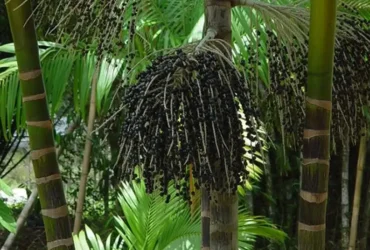 Agrofloresta transforma áreas de queimada em produção sustentável no Marajó