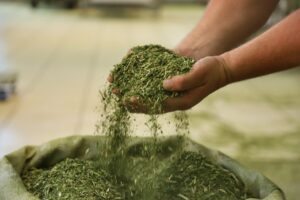NAPI Erva-Mate vai contribuir inovação e sustentabilidade na cadeia produtiva