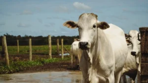Pecuária brasileira se apresenta ao mundo como referência em sustentabilidade no World Meat Congress