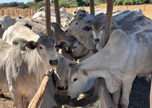 Dieta de alta energia aumenta, em mais de 20%, a produção de embriões bovinos