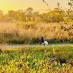 Programa apoia o setor de fauna da SEMA com veículos, equipamentos e insumos, reforçando a proteção da biodiversidade e o atendimento emergencial a animais silvestres