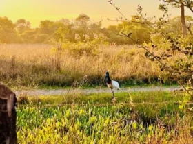 Programa apoia o setor de fauna da SEMA com veículos, equipamentos e insumos, reforçando a proteção da biodiversidade e o atendimento emergencial a animais silvestres