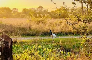 Programa apoia o setor de fauna da SEMA com veículos, equipamentos e insumos, reforçando a proteção da biodiversidade e o atendimento emergencial a animais silvestres