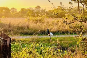 Programa apoia o setor de fauna da SEMA com veículos, equipamentos e insumos, reforçando a proteção da biodiversidade e o atendimento emergencial a animais silvestres