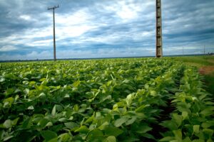 Aprosoja MT participa de audiência sobre concessão da Energisa e reforça cobrança por melhorias no campo