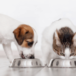 Mapa define limites de micotoxinas em alimentos para cães e gatos