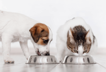 Mapa define limites de micotoxinas em alimentos para cães e gatos