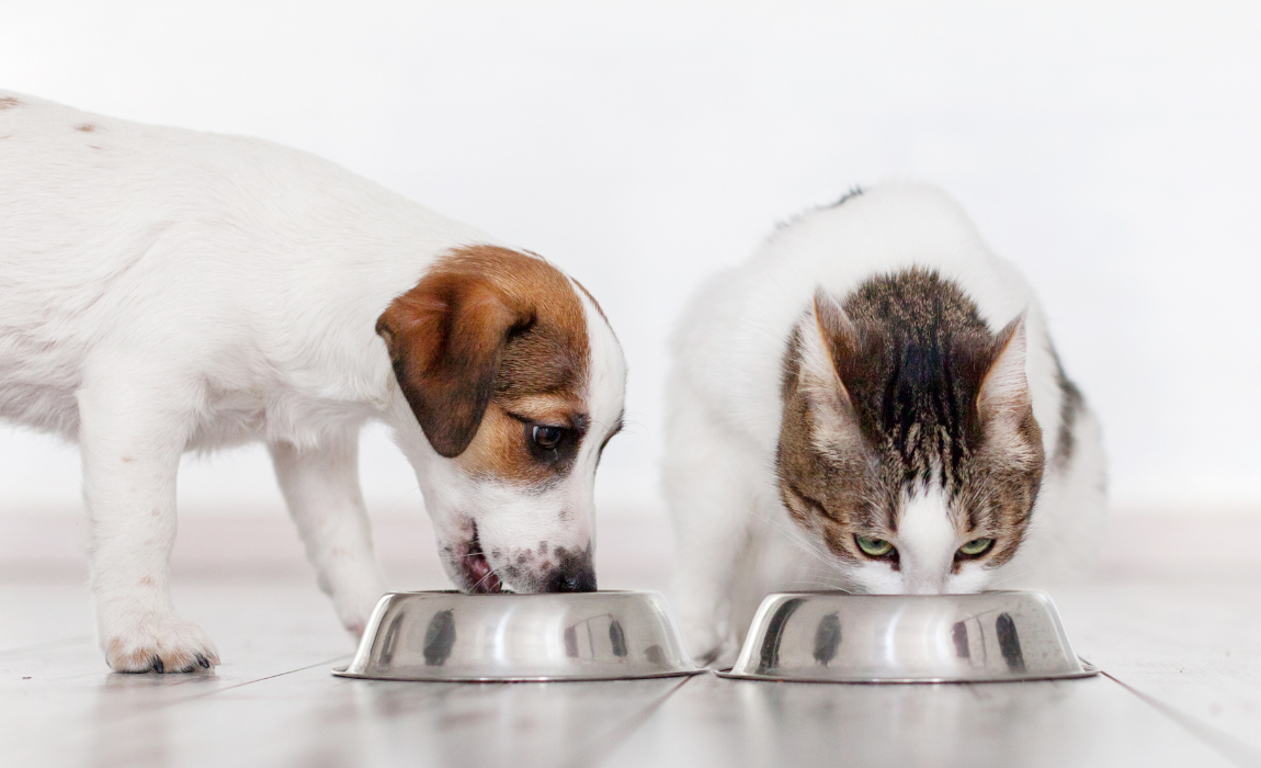 Mapa define limites de micotoxinas em alimentos para cães e gatos