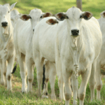 Pecuária brasileira cresce com sustentabilidade e lidera exportações mundiais