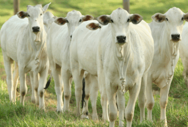 Pecuária brasileira cresce com sustentabilidade e lidera exportações mundiais