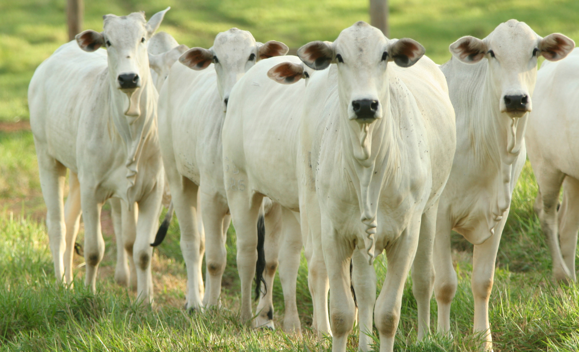 Pecuária brasileira cresce com sustentabilidade e lidera exportações mundiais