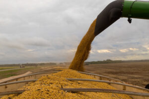 Colheita recorde e esmagamento intenso mantêm previsão de forte alta no PIB da cadeia de soja e biodiesel neste ano