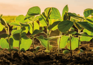 Semeadura da soja avança em Mato Grosso e supera ritmo da safra anterior