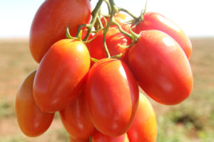 Custo da Cesta Básica em Cuiabá sobe 2,30%; tomate dispara 48% e volta a pressionar preços