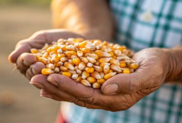 Demanda por etanol eleva preço do milho em Mato Grosso