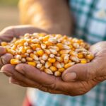 Alta do milho se mantém com oferta limitada e demanda firme em MT