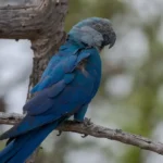 Circovírus surge em ararinhas-azuis recapturadas e acende alerta sanitário