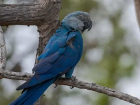 Circovírus surge em ararinhas-azuis recapturadas e acende alerta sanitário