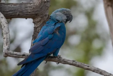 Circovírus surge em ararinhas-azuis recapturadas e acende alerta sanitário