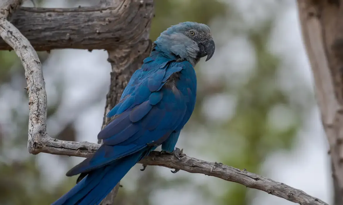 Circovírus surge em ararinhas-azuis recapturadas e acende alerta sanitário
