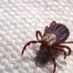 Febre maculosa provoca mais duas mortes em Leme, interior de São Paulo