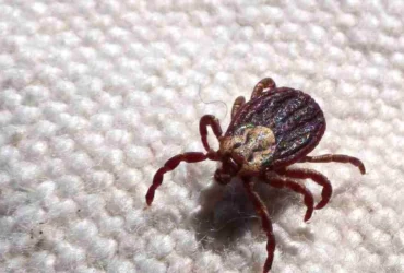 Febre maculosa provoca mais duas mortes em Leme, interior de São Paulo