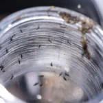 Ministério da Saúde intensifica mobilização nacional contra a dengue neste sábado