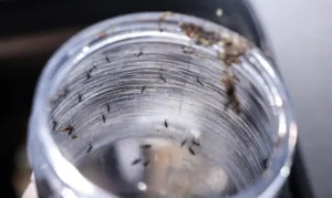 Ministério da Saúde intensifica mobilização nacional contra a dengue neste sábado