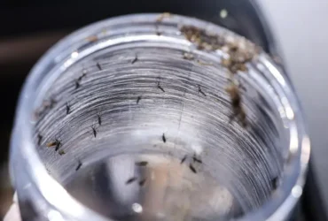 Ministério da Saúde intensifica mobilização nacional contra a dengue neste sábado