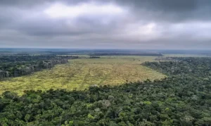 STF suspende processos sobre soja em todo o país
