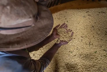Livro da Embrapa apresenta soluções sustentáveis para agricultura diante da mudança climática