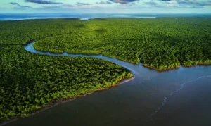 Exposição Manguezal no CCBB RJ destaca importância ecológica e cultural