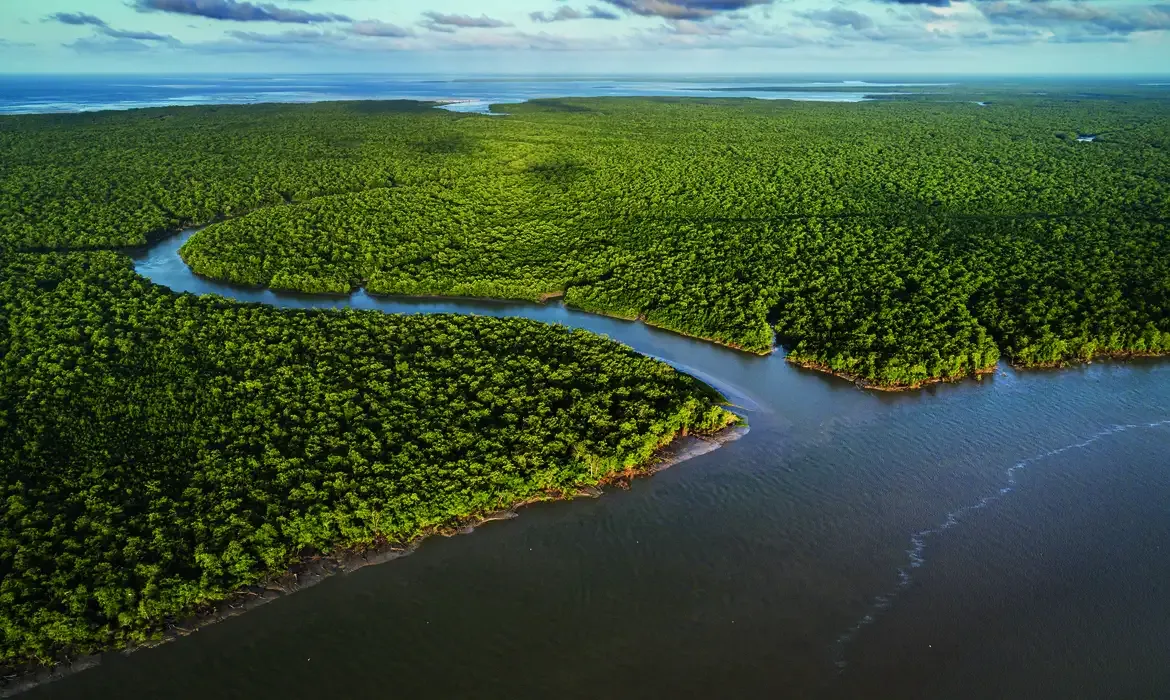 Exposição Manguezal no CCBB RJ destaca importância ecológica e cultural