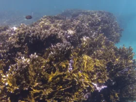 Corais ganham nova coalizão nacional para ampliar conservação no Brasil