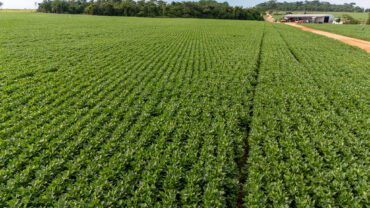 MT Clima e Mercado ouve produtores rurais de três municípios da Região Norte no primeiro episódio da semana