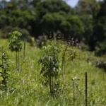Biomas têm revisão do IBGE com perda de área na Mata Atlântica e avanço do Cerrado