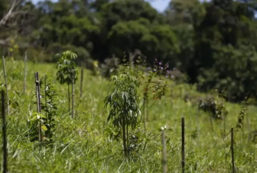 Biomas têm revisão do IBGE com perda de área na Mata Atlântica e avanço do Cerrado