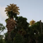 Talipot floresce no Parque do Flamengo após seis décadas