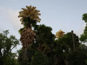 Talipot floresce no Parque do Flamengo após seis décadas