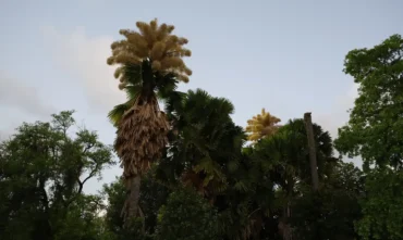 Talipot floresce no Parque do Flamengo após seis décadas