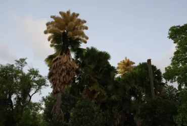 Talipot floresce no Parque do Flamengo após seis décadas
