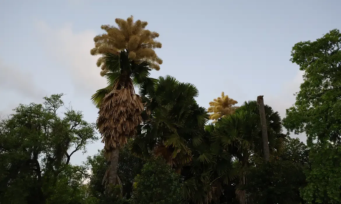Talipot floresce no Parque do Flamengo após seis décadas