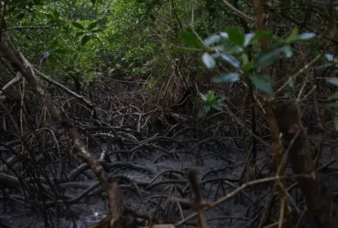 Pacto global fortalece proteção dos manguezais com adesão de 46 governos