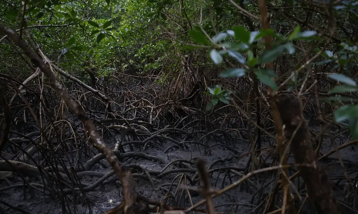 Pacto global fortalece proteção dos manguezais com adesão de 46 governos
