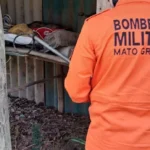 Bombeiros resgatam jiboia e tamanduá-mirim em MT