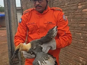 Bombeiros resgatam curicaca ferida em Confresa