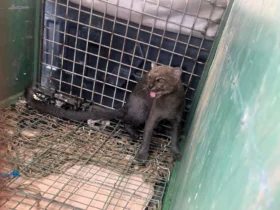 Bombeiros resgatam jaguarundi em residência de Cuiabá